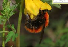 Bombus hedini