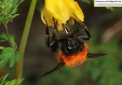 Bombus hedini