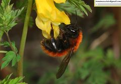 Bombus hedini