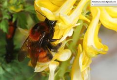 Bombus hedini
