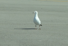 Chroicocephalus cirrocephalus