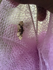 Omphisa anastomosalis