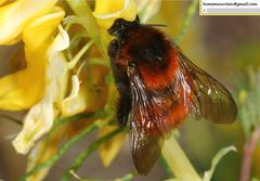 Bombus hedini