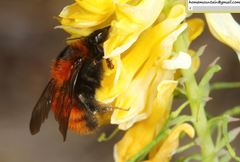Bombus hedini