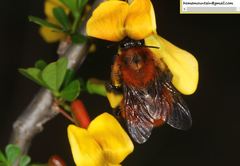 Bombus hedini
