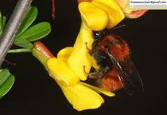 Bombus hedini