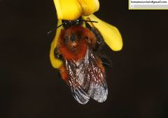Bombus hedini
