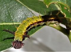 Pseudacraea lucretia tarquinea