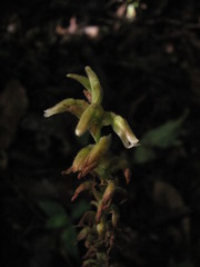 Microchilus