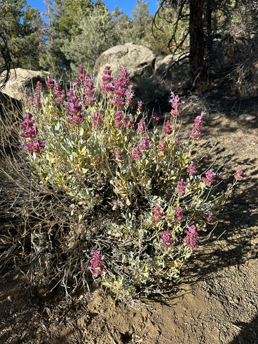 Salvia pachyphylla, photograph 6
