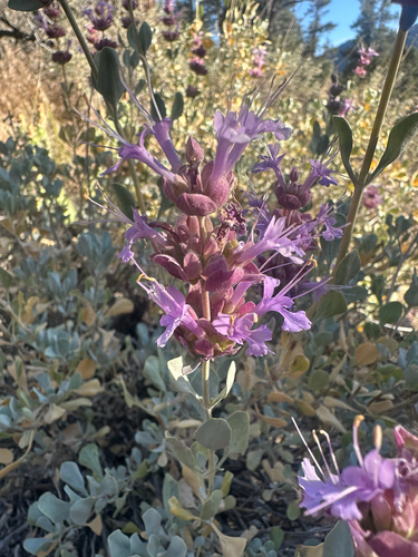 Salvia pachyphylla, photograph 5