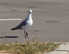 Chroicocephalus cirrocephalus