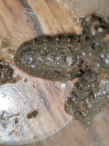 Acanthochitona rubrolineata