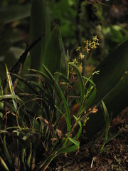 Prosthechea grammatoglossa