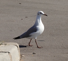 Chroicocephalus cirrocephalus