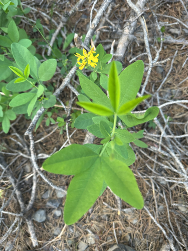 Thermopsis montana observed 2026-07-16