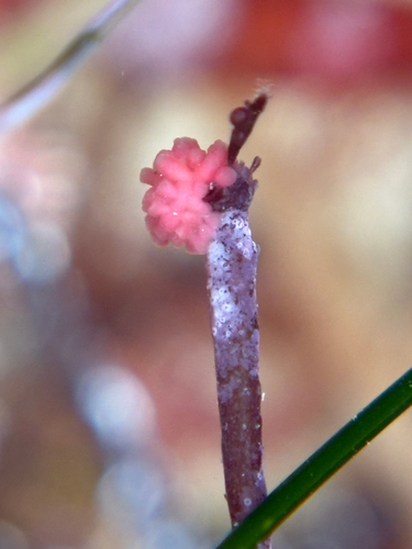 Janczewskia lappacea, 2026-07-17