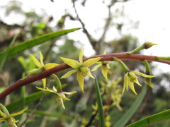 Prosthechea grammatoglossa