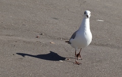 Chroicocephalus cirrocephalus