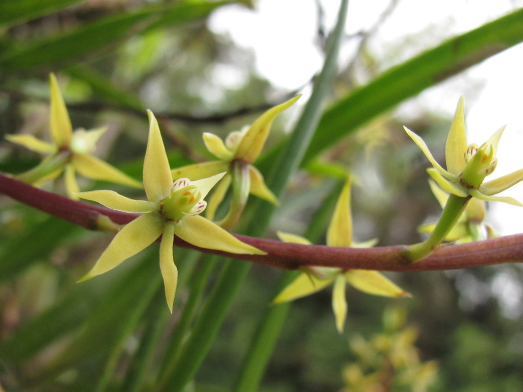 Prosthechea grammatoglossa