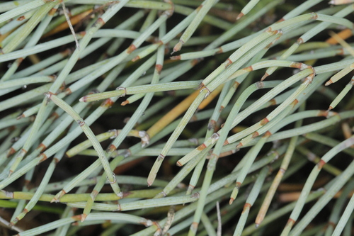 Ephedra monosperma, photograph 6