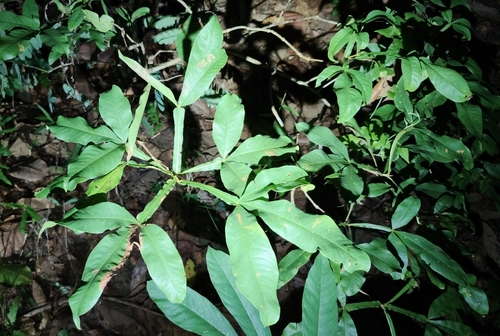 Vitex altissima observed 2026-07-17