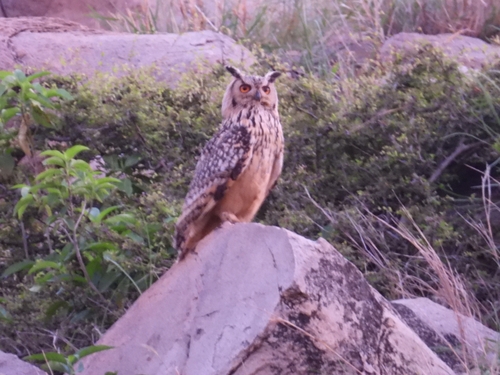 Rock Eagle-Owl