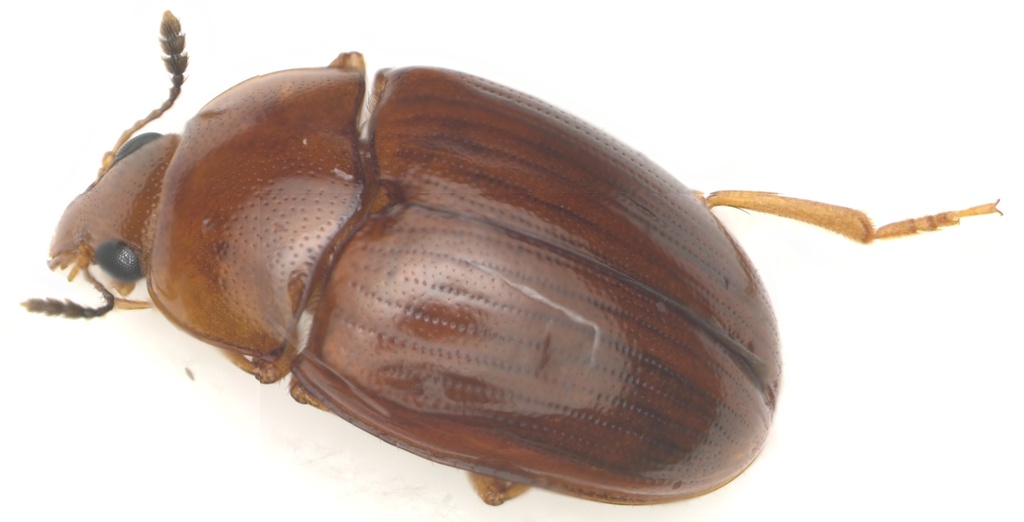 Rhynchotritoma