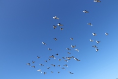 Columba livia domestica