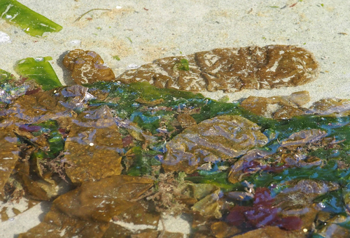 Coilodesme californica observed 2026-07-14
