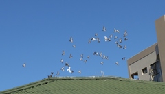 Columba livia domestica
