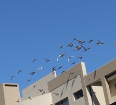 Columba livia domestica