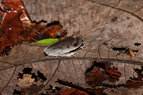 Leptobrachium hendricksoni observed 2026-07-17