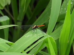 Erythemis