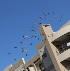Columba livia domestica