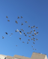 Columba livia domestica