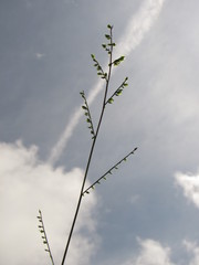 Pseudechinolaena polystachya