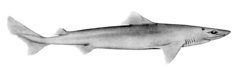 Smallfin Gulper Shark photo 3