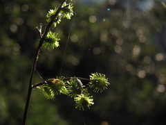 Pseudechinolaena polystachya