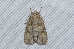 Acronicta ovata