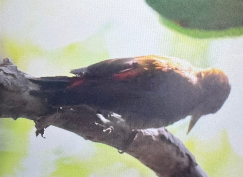 Red-rumped Woodpecker (Veniliornis kirkii), photo 4