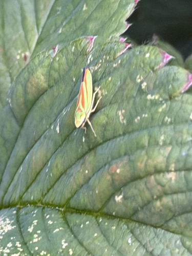 Graphocephala fennahi
