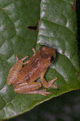 Dendropsophus brevifrons