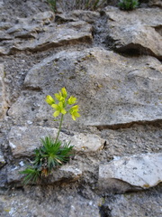 Draba aizoides