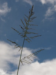 Steinchisma laxum