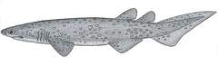 Bramble Shark photo 2