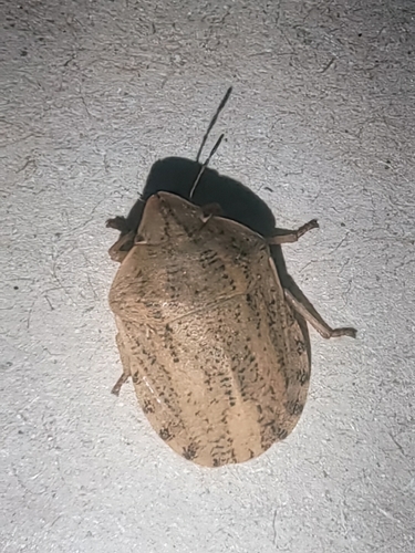 southern broad-bellied bug