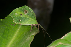 Typophyllum mortuifolium