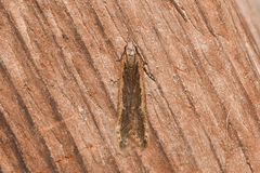 Dichomeris ligulella