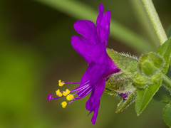 Mirabilis violacea